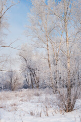 Fototapeta premium Winter landscape in the forest
