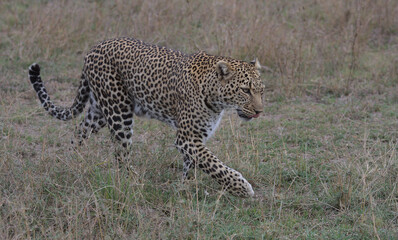 hungry leopard walking in the wild masai mara, kenya licking its lips