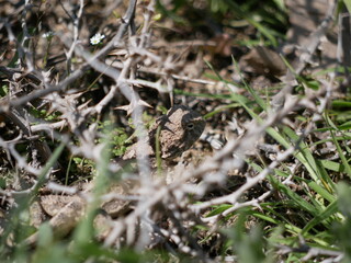 A large gray-brown lizard hides among thorns and green grass on a sunny spring day. Hunting lizards in natural conditions