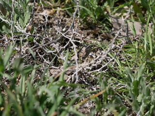 A large gray-brown lizard hides among thorns and green grass on a sunny spring day. Hunting lizards in natural conditions