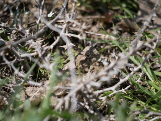 A large gray-brown lizard hides among thorns and green grass on a sunny spring day. Hunting lizards in natural conditions
