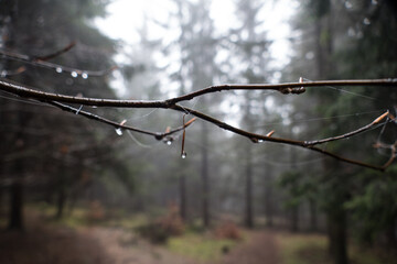 forrest in the autumn fog and sun