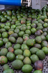 avocado fruit at the market