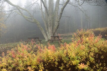 forrest in the autumn fog and sun