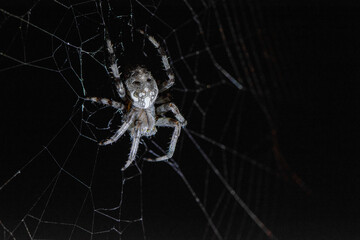 Big spider araneus diadematus closeup sits on a spider web on a summer night