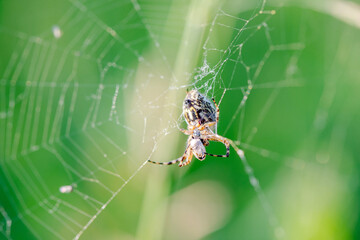 Large spider close-up sits on a web and eats an insect caught in a net on a background of green grass in summer