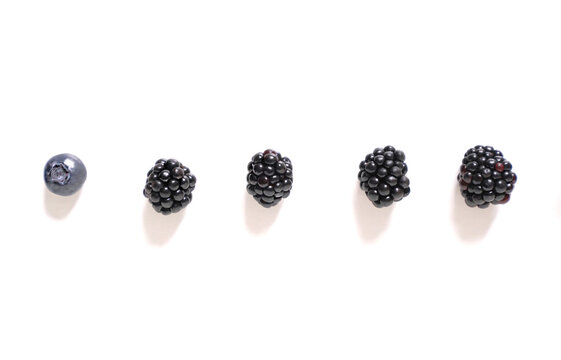 One blueberry and four blackberries on an isolated white background. Social distance concept.