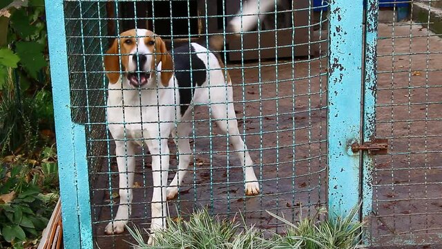 Russian pega hound dog is in the aviary