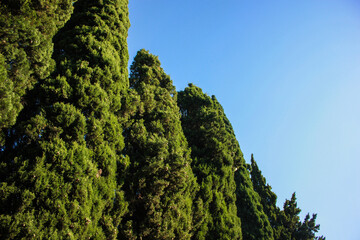 Obraz premium tree on the wall