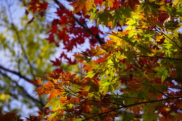 緑から赤へ色づくグラデーションカラーのもみじ/The maple change color green to red in Autumn