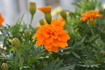 マリーゴールド