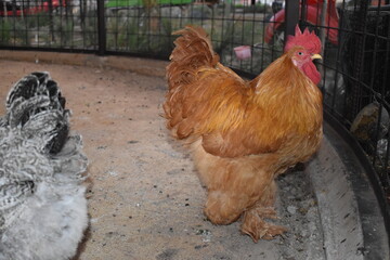 a hen in a wire cage