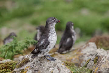 Least Auklets (Aethia pusilla) at colony in St. George Island, Pribilof Islands, Alaska, USA