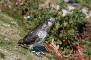 Least Auklet (Aethia pusilla) at colony in St. George Island, Pribilof Islands, Alaska, USA