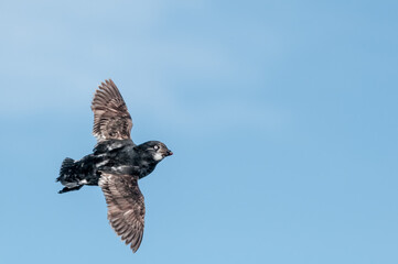 Least Auklet (Aethia pusilla) at colony in St. George Island, Pribilof Islands, Alaska, USA