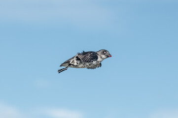 Least Auklet (Aethia pusilla) at colony in St. George Island, Pribilof Islands, Alaska, USA