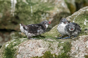 Least Auklets (Aethia pusilla) at colony in St. George Island, Pribilof Islands, Alaska, USA