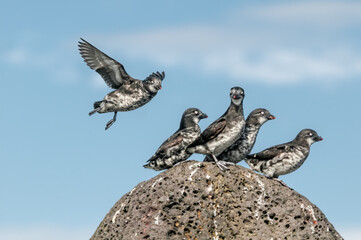 Least Auklets (Aethia pusilla) at colony in St. George Island, Pribilof Islands, Alaska, USA