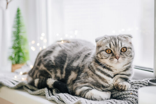 Scottish fold cat on a winter day lies on the windowsill