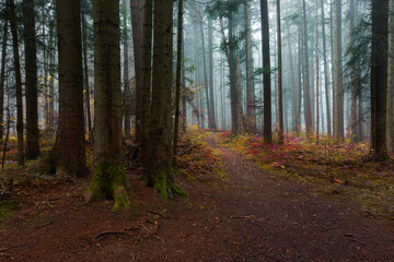 Autumn foggy mystical forest, fantasy autumn forest landscape. Carpathian coniferous fir forest in autumn with thick fog, fantastic mystical effect.
