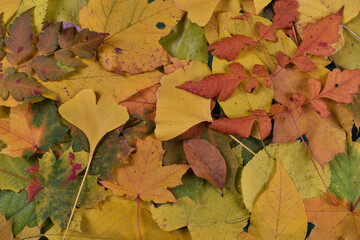 Autumn colorful leaves background scene