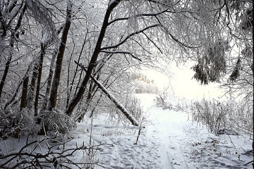 winter forest landscape covered with snow, december christmas nature white background