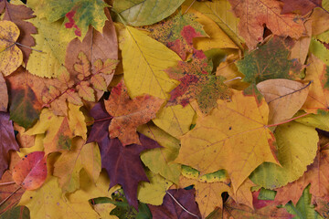 Autumn colorful leaves background scene