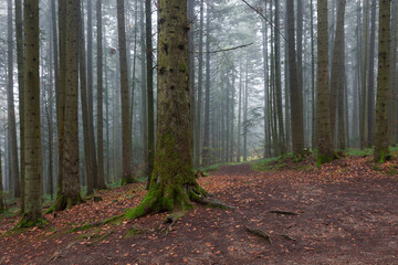 Autumn foggy mystical forest, fantasy autumn forest landscape. Carpathian coniferous fir forest in autumn with thick fog, fantastic mystical effect.
