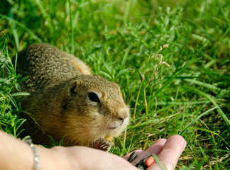 Gopher portrait in the wild