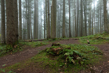 Autumn foggy mystical forest, fantasy autumn forest landscape. Carpathian coniferous fir forest in autumn with thick fog, fantastic mystical effect.
