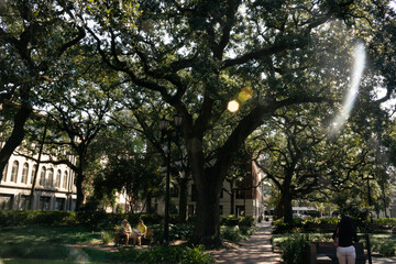 Obraz premium trees in the park