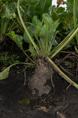 Sugarbeet on a field, gnawed by mice or rabbits