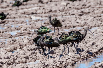White-faced Ibises (Plegadis chihi) in Salton Sea area, Imperial Valley, California, USA
