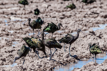 White-faced Ibises (Plegadis chihi) in Salton Sea area, Imperial Valley, California, USA