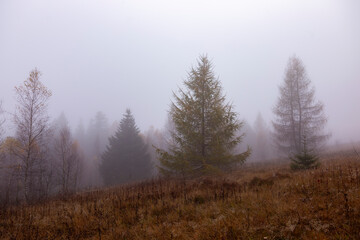 Fototapeta na wymiar Autumn foggy mystical forest, fantasy autumn forest landscape. Large larch trees in thick fog on a background of forest. 