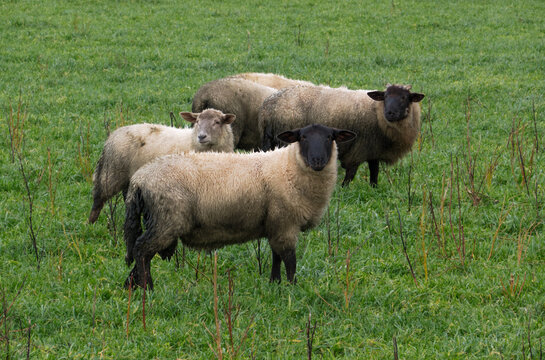 Sheep with diarrhoea in a meadow