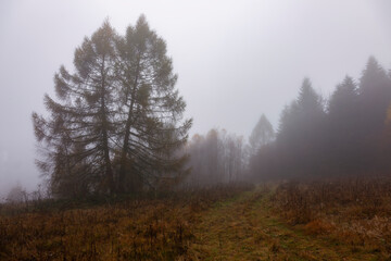 Autumn foggy mystical forest, fantasy autumn forest landscape. Large larch trees in thick fog on a background of forest.
