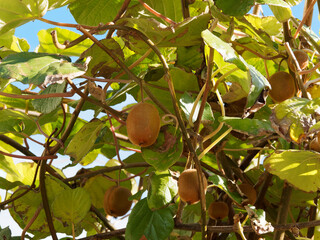 Plant d'Actinide de Chine ou actinidia deliciosa aux grappes de kiwis marrons et pendant sous des branches au feuillage cordiforme, vert sombre