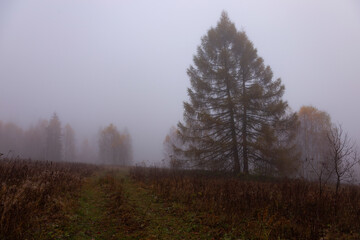 Autumn foggy mystical forest, fantasy autumn forest landscape. Large larch trees in thick fog on a background of forest.
