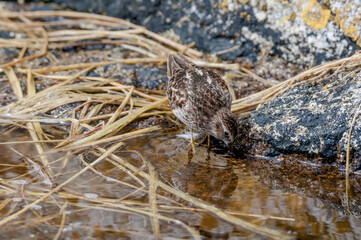 Migrating Least Sandpiper (Calidris minutilla) at Chowiet Island, Semidi Islands, Alaska, USA