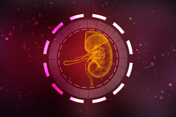 3d rendering human healthy kidneys