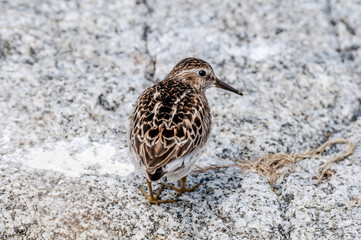 Migrating Least Sandpiper (Calidris minutilla) at Chowiet Island, Semidi Islands, Alaska, USA