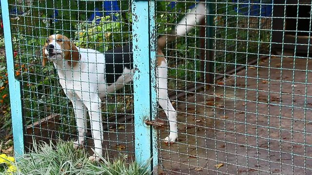 Russian pega hound dog is in the aviary