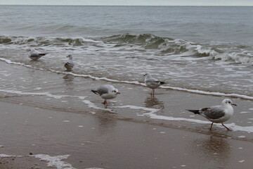 seagull on the beach