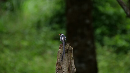 Pin-tailed whydah sitting on a tree trunk
