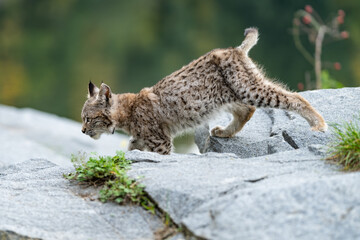 Lynx in green forest with tree trunk. Wildlife scene from nature. Playing Eurasian lynx, animal behaviour in habitat. Wild cat from Germany. Wild Bobcat between the trees