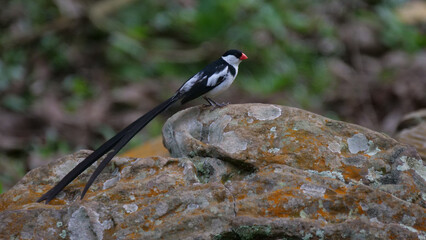 Pin-tailed whydah sitting on a rock