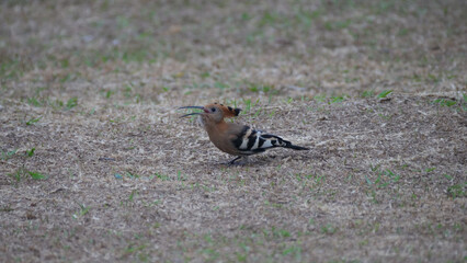 Hoopoes on the ground in Africa