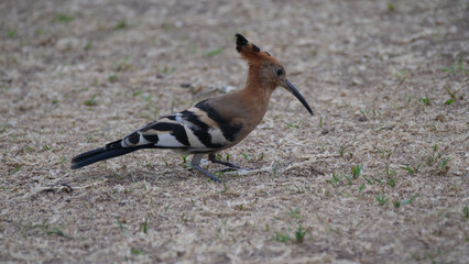 Hoopoes on the ground in Africa