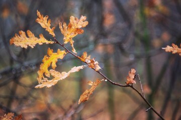 Autumn  oak leaves in the forest
